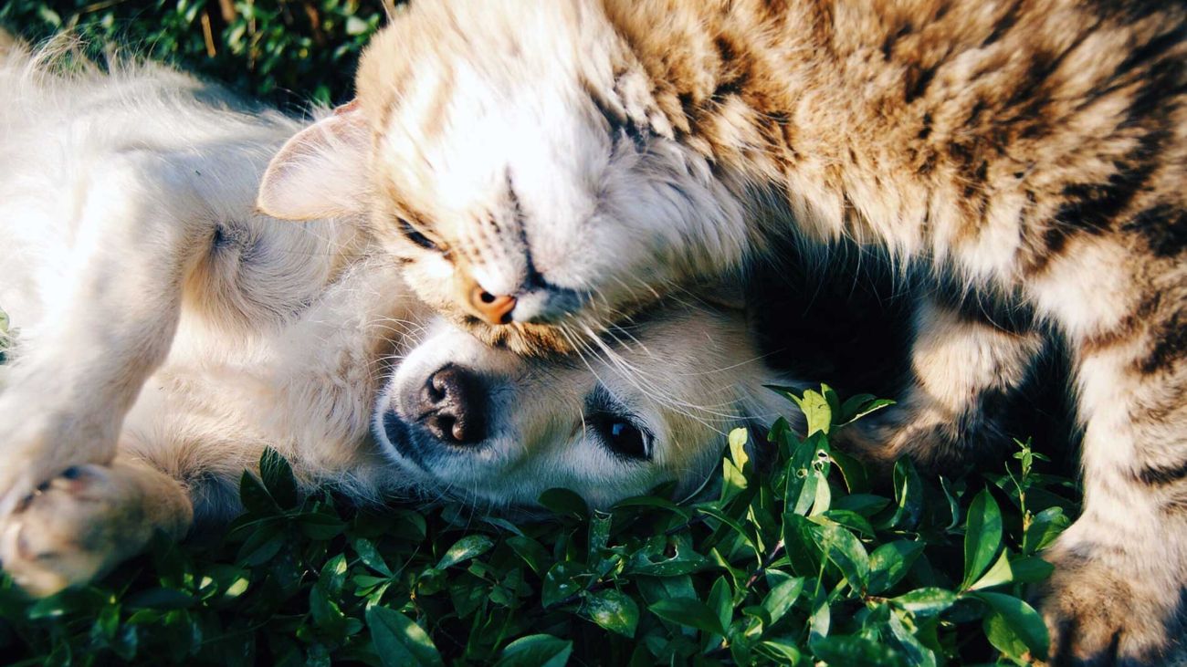 Animali domestici - Cane e gatto