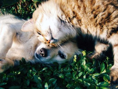 Animali domestici - Cane e gatto